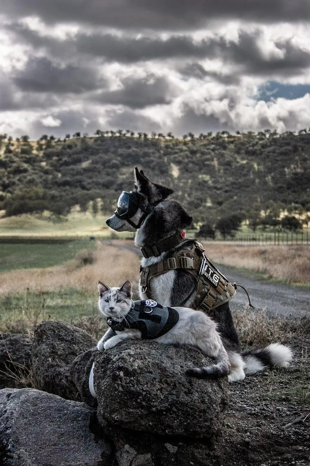 OneTigris Dog Harness Vest with Handle, Military Dog Harness for Large Medium Dogs,FIRE Watcher 2.0 No-Pull Service Dog Vest,Adjustable Dog Vest Harness for Walking Hiking Training(M,Green)