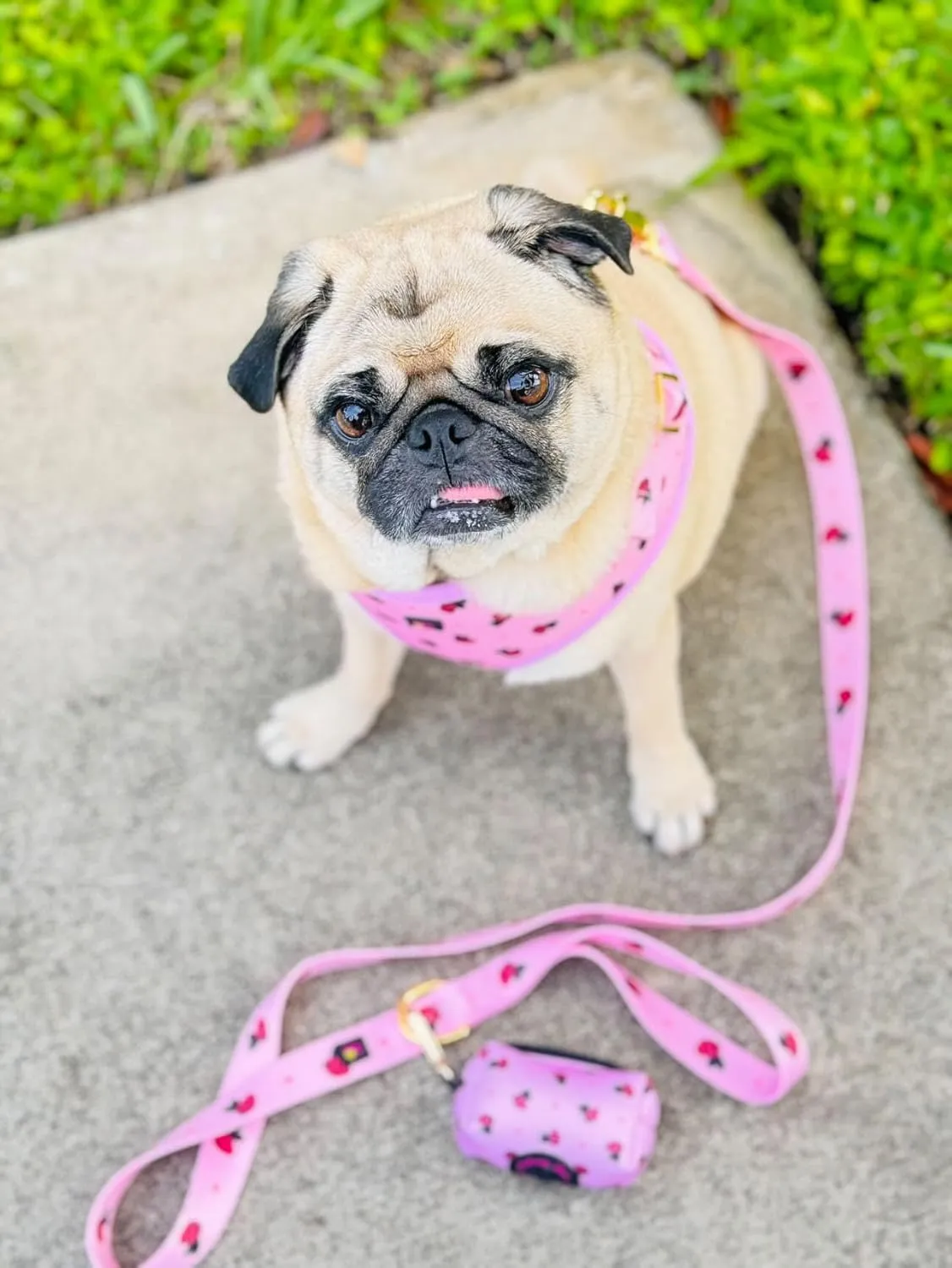 Small Dog Harness Set  No Pull Harness, Leash, Collar & Poop Bag Holder  Pink Red Bees Matching Set with Gold Hardware  Adjustable, Stylish, and Comfortable for Daily Walks- M Size