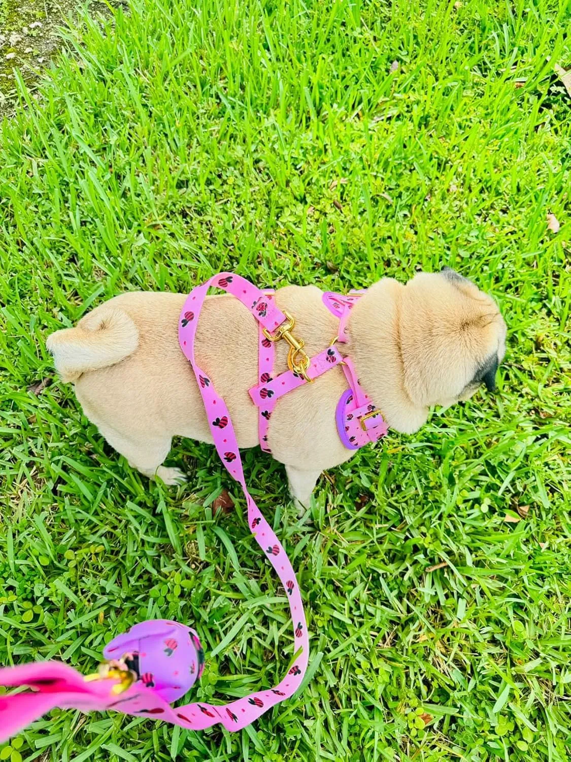 Small Dog Harness Set  No Pull Harness, Leash, Collar & Poop Bag Holder  Pink Red Bees Matching Set with Gold Hardware  Adjustable, Stylish, and Comfortable for Daily Walks- M Size